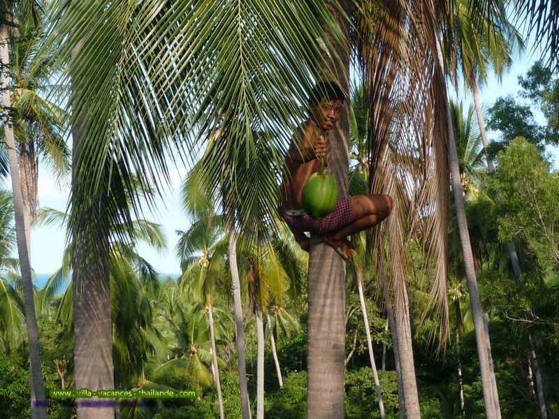 Photo 52 English pool villa rentals along the coconut plantation with collectors coconut.